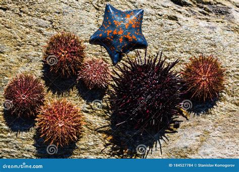 Live Sea Urchins And Star Stock Photo Image Of Life 184527784