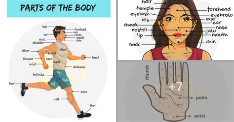 Parts Of The Body In English Eslbuzz