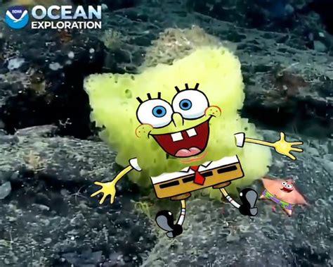 Real Life Spongebob And Patrick Discovered On The Ocean Floor Look At