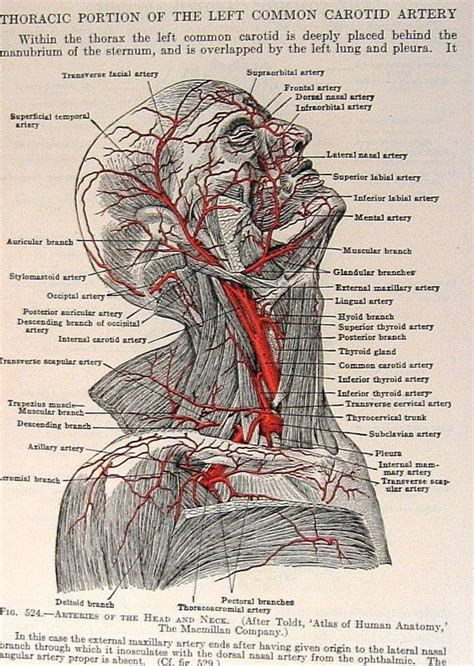 Anatomy of the head and neck. Arteries Head Neck 2 Sided 1933 Human Anatomy Illustration p610. $10.00, via Etsy.
