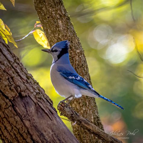 Birds Of Indiana Flickr