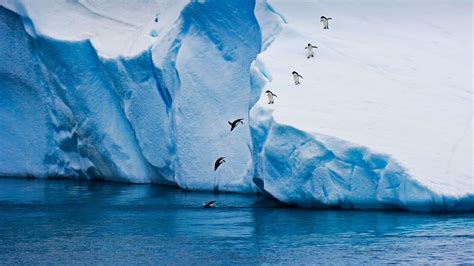 Wallpaper Penguin Ice Winter 5k Animals 23420