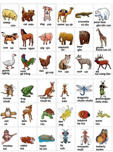Từ vựng tiếng Anh về các loài động vật