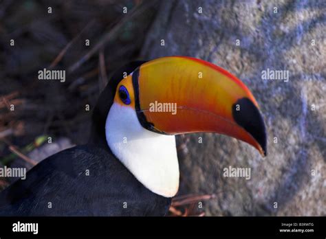 A Ramphastos Toco Or Toco Toucan The Largest Known Toucan Stock Photo