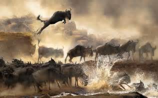 Animals Migration River Africa Dust Wildebeests Serengeti Nature