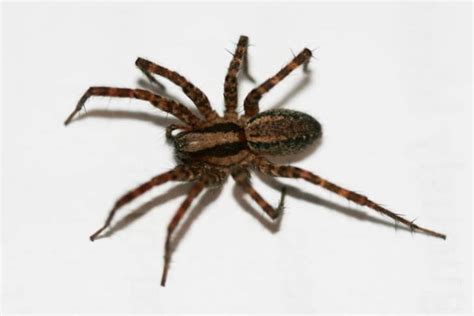 10 Common Types Of Garden Spiders Progardentips