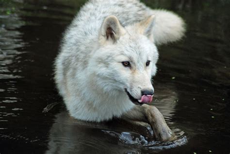 Wolf In The Water Photo By Shelley Jacques — National Geographic Your