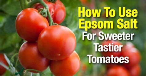 How To Use Epsom Salt For Sweeter Tastier Tomatoes