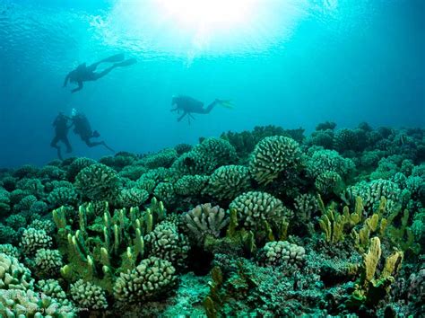 Want to discover art related to morph? Dive Travel Tips|Underwater Photography Guide