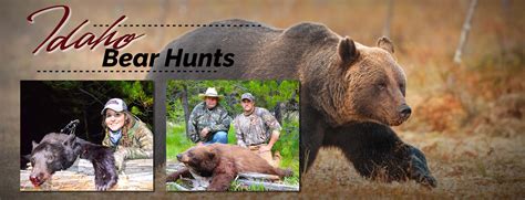 Idaho Black Bear Hunts Bear Hunting Guide Idaho Redbone Outfitting