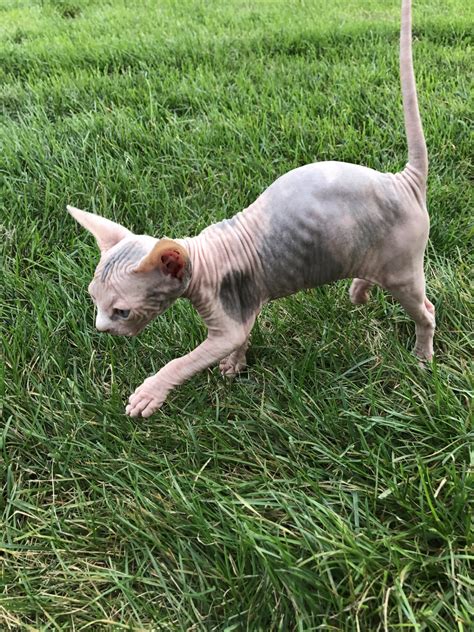 Sphynx Cats For Sale Mchenry Il Petzlover