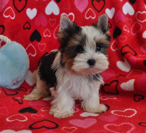 Parti Yorkie Puppies For Sale