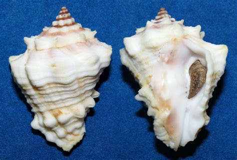 Vasum Muricatum Turbinellidae Specimen Sea Shell Picture Ts114203