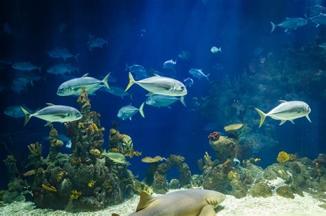 Tropical Fish Underwater Free Stock Photo Public Domain Pictures