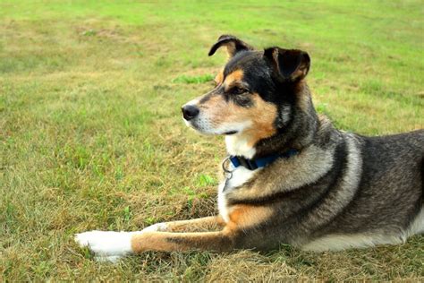Mixed breeds are typically cheaper than purebred dogs. The Shollie - Border Collie German Shepherd Mix - Animal Corner