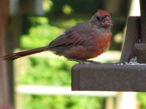 Juvenile Male Cardinal Animals Male Cardinal