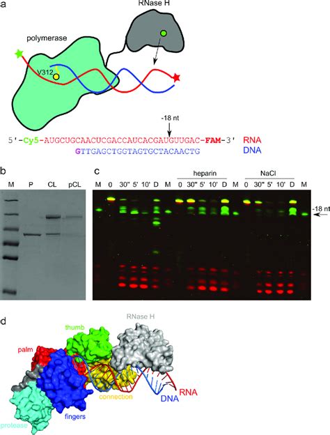 Positioning Of The MFV RNase H Domain A Schematic Of The Chemical Download Scientific