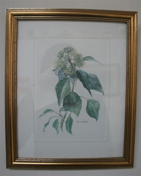 A set of four first edition reproduction prints of original botanical ...