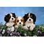 All The Information About You Need Baby Puppies  Furry Babies