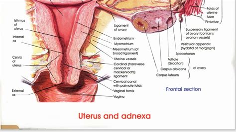 Uterus And Adnexa Uterus Part And Section View And Khow All Part So