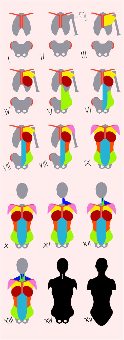 Related posts of upper body of women antomy female pelvis bones images. Female torso muscles anatomy | Уроки рисования, Рисунки ...