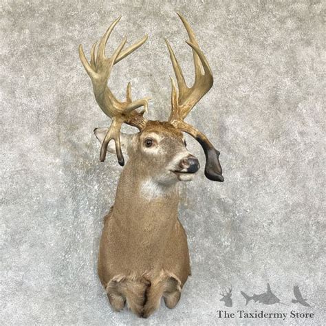 Whitetail Deer Shoulder Mount For Sale 26322 The Taxidermy Store