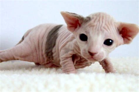 Funny Sphynx Cats Latest 2013 Funny Pictures Funny And Cute Animals