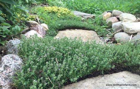 6 Reasons To Grow Thyme In The Herb Garden Tenth Acre Farm