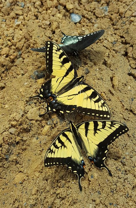 Black Swallowtail And Two Eastern Tiger Swallowtails On The Moist