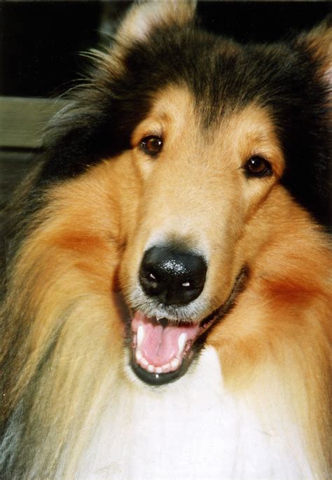 Pin By Michele Faison On Collie Dreamin Rough Collie Collie Dog Collie