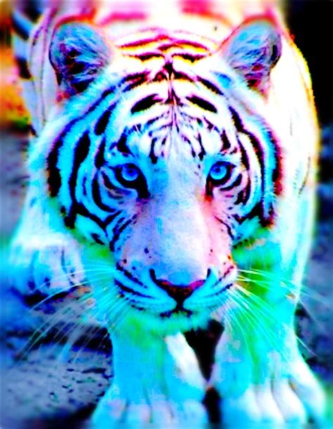 Colorful Tiger By Toriht On Deviantart