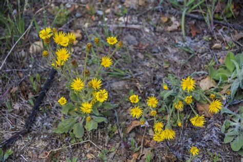 Yellow Wildflowers Free Stock Photo Public Domain Pictures