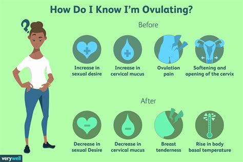 Ovulation
