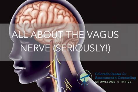 All About The Vagus Nerve Seriously Colorado Center For Assessment And Counseling