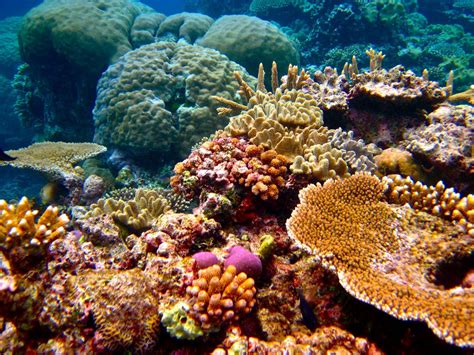 21 Stellar Photos Of Australias Great Barrier Reef Before It Disappears