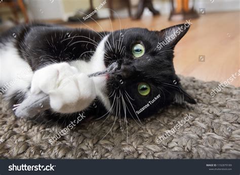 Black White Tuxedo Cat Playing Catnip Stock Photo Edit Now 1192879189