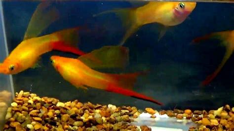 Marigold Swordtail Fish Swordtail Fish Are Average Size Fish They Don