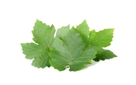Grape With Leaf Isolated On The White Background Stock Image Image Of