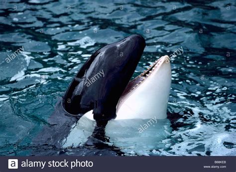 Head Whale Killer Orcinus Orca Hi Res Stock Photography And Images Alamy