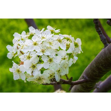 Online Orchards Redspire Flowering Pear Tree Bare Root 3 T To 4 Ft