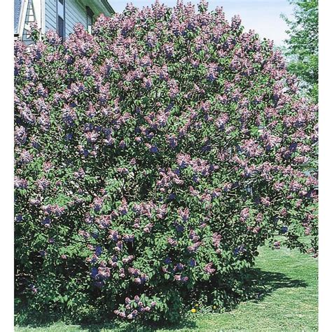 Purple Old Fashioned Purple Lilac Flowering Shrub In Pot With Soil