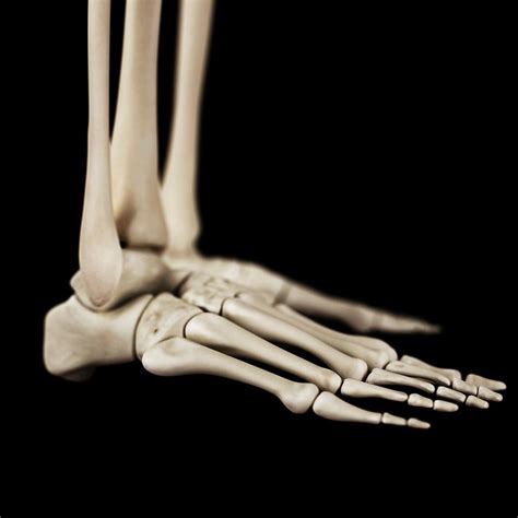 Human Foot Bones Photograph By Sebastian Kaulitzki Pixels