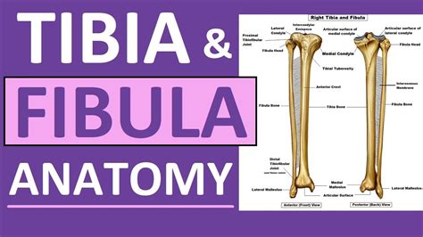 Tibia And Fibula Anatomy Of Leg Bones Anatomy And Physiology Youtube