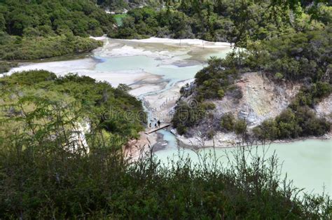 Geothermal Landscape Rotorua New Zealand Stock Image Image Of Tree