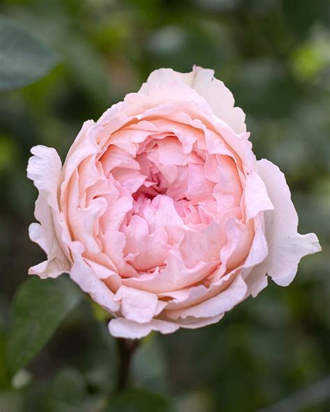 Bridal Tiara Light Pink Garden Rose Fresh Flowers