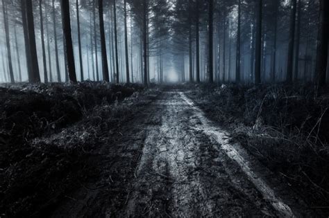 Wallpaper Scary Forest Path Trees Dark Fog Dirt Road