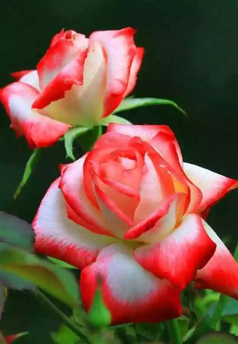 Rose is the world's most beautiful flower. Pin by Lucy Wiley on Roses | Rose flower pictures ...