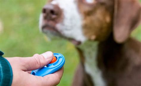 Why Use A Clicker In Dog Training