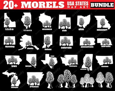 Morel Mushroom Svg Usa Map States Graphic Bundle Mycologist Etsy