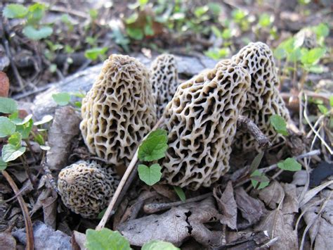 Heres What You Need To Know About Foraging For Morel Mushrooms In Ohio
